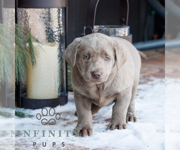 Medium Photo #3 Labrador Retriever Puppy For Sale in NARVON, PA, USA