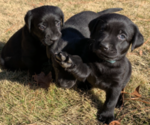 Small Photo #12 Labrador Retriever Puppy For Sale in ATHENS, GA, USA