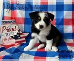 Puppy Puppy 4 Miniature Australian Shepherd