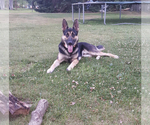 Small Photo #1 German Shepherd Dog Puppy For Sale in BURTON CITY, OH, USA