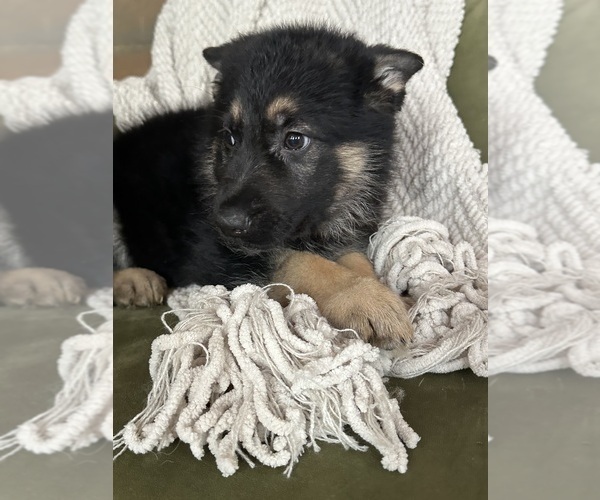 Medium Photo #2 German Shepherd Dog Puppy For Sale in PERKINSVILLE, VT, USA