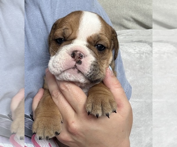 Medium Photo #1 English Bulldog Puppy For Sale in EVEREST, KS, USA