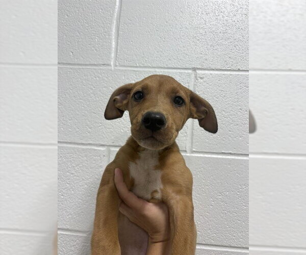 Medium Photo #1 Ibizan Hound-Unknown Mix Puppy For Sale in Temple, TX, USA