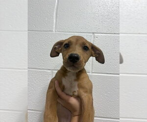 Ibizan Hound-Unknown Mix Dogs for adoption in Temple, TX, USA