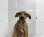 Small Ibizan Hound Mix