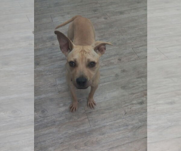 Medium Photo #23 American Pit Bull Terrier Puppy For Sale in Murfreesboro, NC, USA