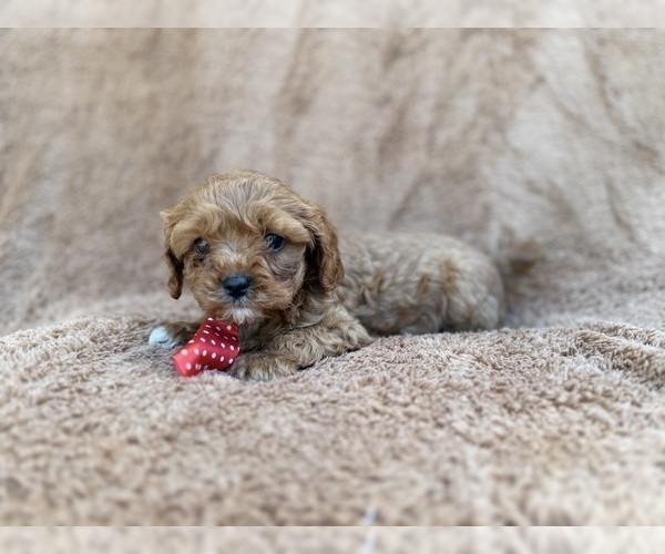 Medium Photo #9 Cavapoo (Miniature) Puppy For Sale in LAKELAND, FL, USA