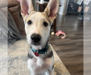 Siberian Husky-Unknown Mix Dogs for adoption in Fargo, ND, USA