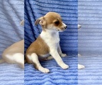Small #3 Chihuahua