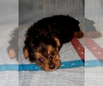 Small Photo #206 Yorkshire Terrier Puppy For Sale in AKRON, OH, USA
