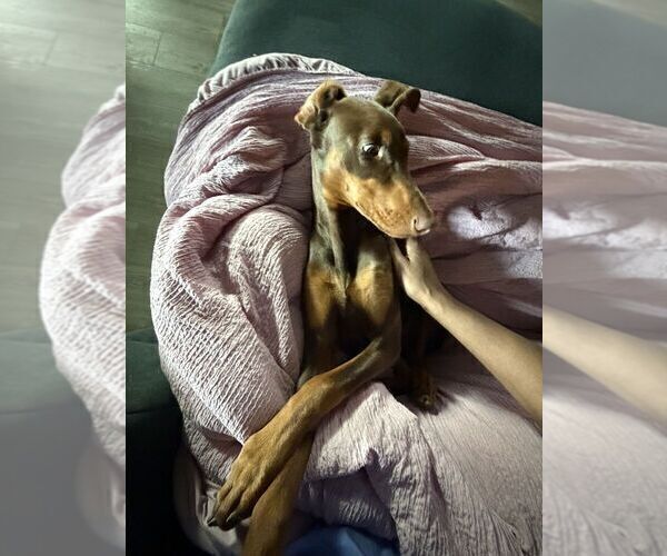 Medium Photo #1 Doberman Pinscher Puppy For Sale in SPRING, TX, USA