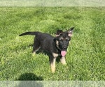 Small #6 German Shepherd Dog