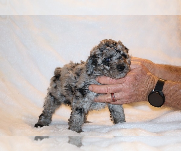 Medium Photo #16 Poodle (Toy) Puppy For Sale in DYERSBURG, TN, USA