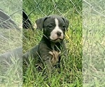 Small Photo #4 American Bully Puppy For Sale in MOTLEY, MN, USA