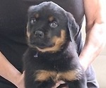 Small #11 Rottweiler