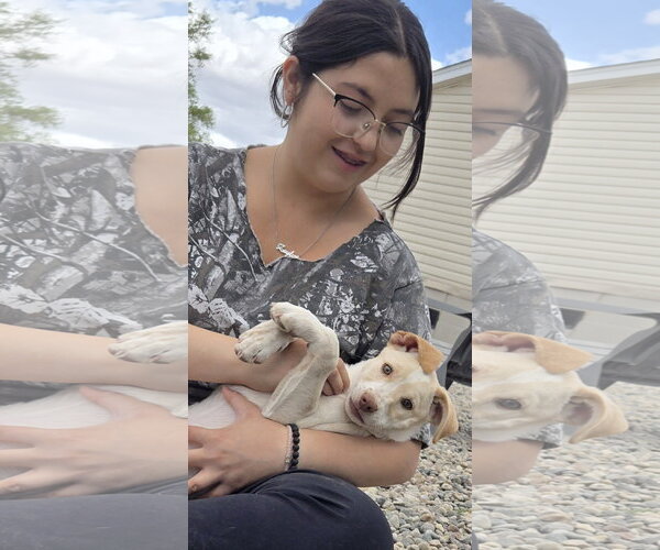 Medium Photo #5 Whijack Puppy For Sale in Peralta, NM, USA