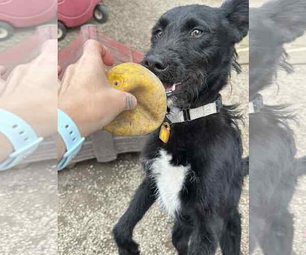 Medium Photo #4 Poodle (Standard)-Unknown Mix Puppy For Sale in Mukwonago, WI, USA