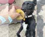 Small #3 Poodle (Standard) Mix