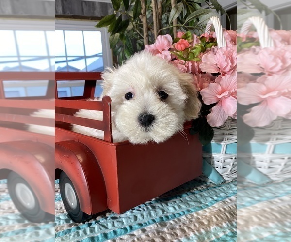 Medium Photo #4 Havaton Puppy For Sale in CANOGA, NY, USA