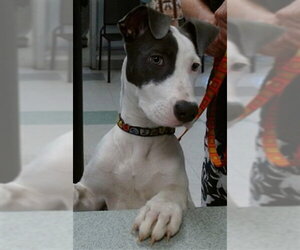 - Mix Dogs for adoption in Oklahoma City, OK, USA