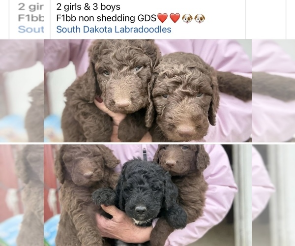 Medium Photo #1 Goldendoodle Puppy For Sale in ABERDEEN, SD, USA