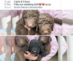 Small Goldendoodle