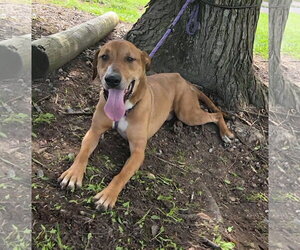 Oscar - Male Labrador Retriever-Rhodesian Ridgeback Mix Dog for Adoption - Photo #5