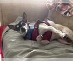 Small #2 Rat Terrier