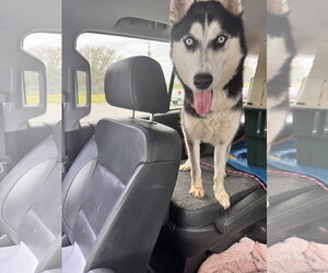 Farrah - Female Siberian Husky Dog for Adoption - Photo #2