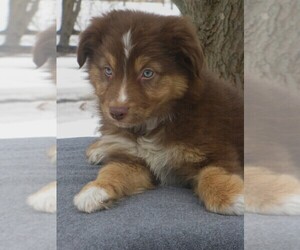 Australian Shepherd Puppy for sale in WILSON, NY, USA