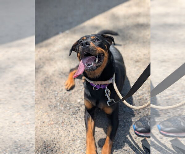 Medium Photo #4 Rottweiler Puppy For Sale in Hillsboro, NH, USA
