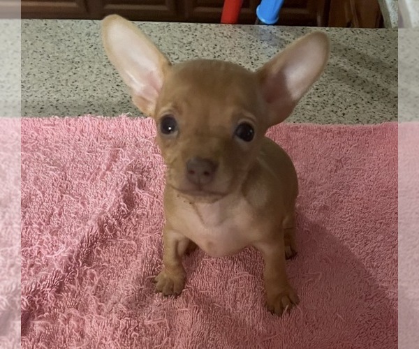 Medium Photo #1 Chihuahua Puppy For Sale in ECHO, AL, USA