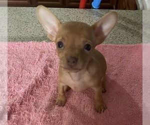 Chihuahua Puppy for sale in ECHO, AL, USA