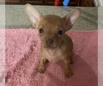 Image preview for Ad Listing. Nickname: Chihuahua