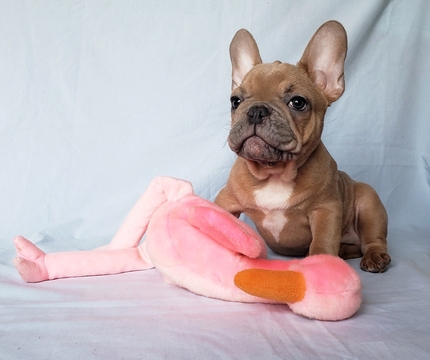 Medium Photo #4 French Bulldog Puppy For Sale in ADRIAN, MI, USA