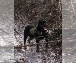 Small #28 Rottweiler