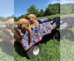 Small Photo #2 Goldendoodle-Labrador Retriever Mix Puppy For Sale in BYRAM, MS, USA
