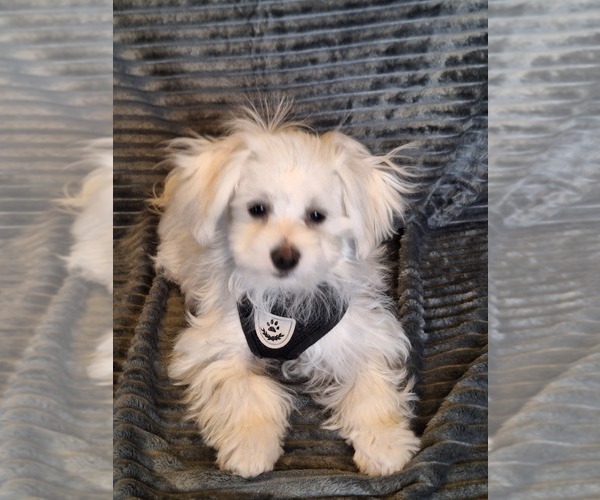 Medium Photo #6 Maltese Puppy For Sale in BEAR RIVER, WY, USA