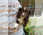 Puppy Batwoman Australian Shepherd