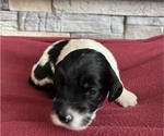 Puppy Daisy Bernedoodle (Miniature)