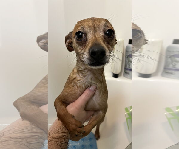 Medium Photo #2 Chihuahua-Unknown Mix Puppy For Sale in New London, WI, USA