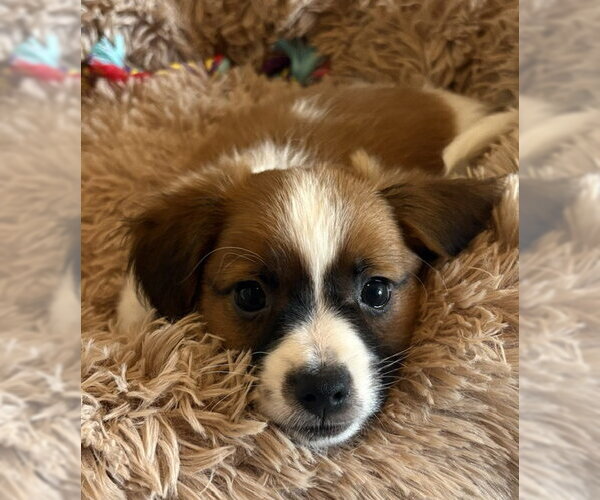 Medium Photo #4 Chihuahua-Unknown Mix Puppy For Sale in Bellevue, WA, USA