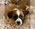 Small #3 Chihuahua Mix