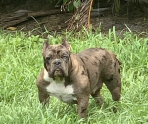 Mother of the American Bully puppies born on 10/06/2022