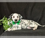 Small Photo #4 Dalmatian Puppy For Sale in QUARRYVILLE, PA, USA