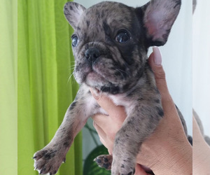 French Bulldog Puppy for sale in MIAMI, FL, USA