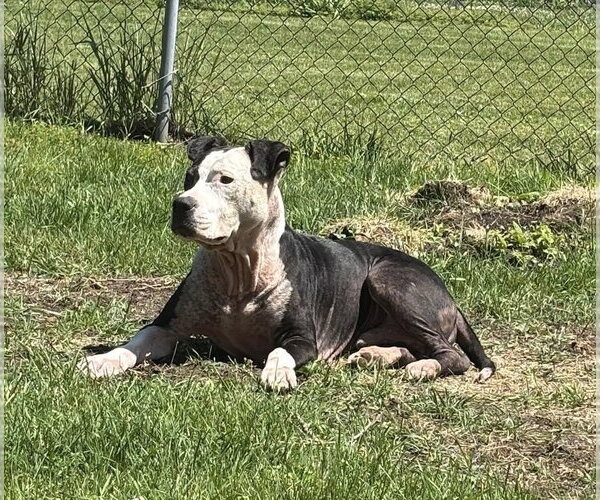 Medium Photo #4 American Pit Bull Terrier-Unknown Mix Puppy For Sale in Germantown, OH, USA