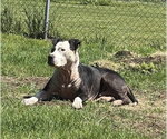 Small #3 American Pit Bull Terrier Mix