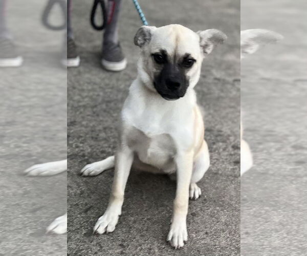 Medium Photo #8 Pug-Shiba Inu Mix Puppy For Sale in Dana Point, CA, USA