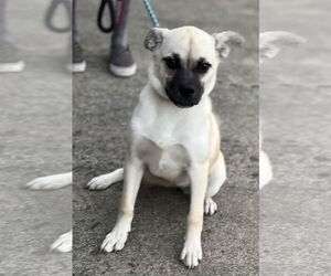 Pippa - Female Pug-Shiba Inu Mix Dog for Adoption - Photo #8